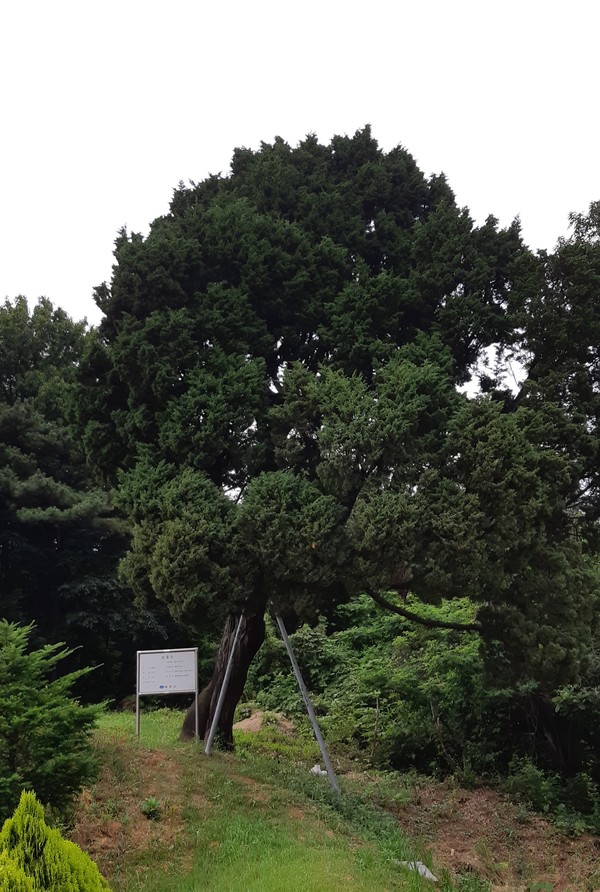 신곡리 경주임씨 묘역의 향나무. 2004년 보호수로 지정됐다.
