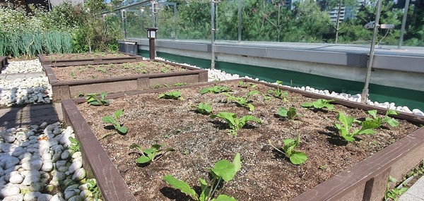 인천업사이클에코센터 옥상의 토종씨앗 공유텃밭(사진제공=센터)