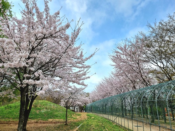 한국전통공원의 벚꽃터널 (사진=김민지 기자)