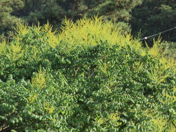 ‘Golden rain tree’이라 불리는 모감주나무의 꽃