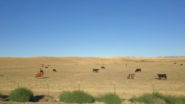 캘리포니아 지역의 가뭄으로 목장 안에 풀이 보이지 않는다.