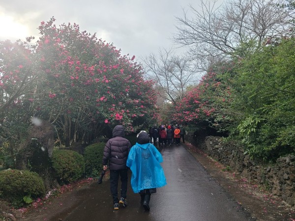 동백나무 꽃 터널. 