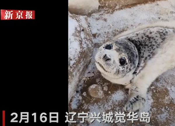 2023년 2월 16일. 랴오닝성 후루다오 시 싱청시 인근 Juehua 섬에서 구조된 아기 점박이물범 / 출처: Beijing News에서 캡쳐