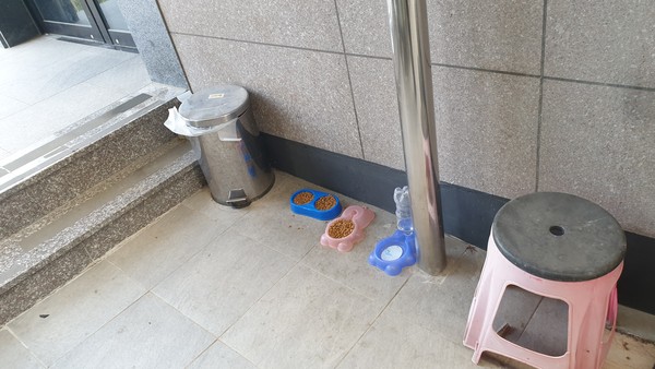 동물병원 후문에 놓여진 고양이 먹이