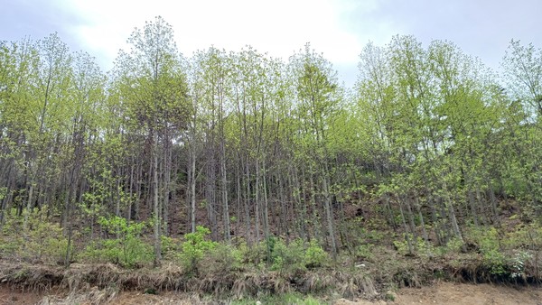 고비고개 주변 잣나무와 백합나무 조림지