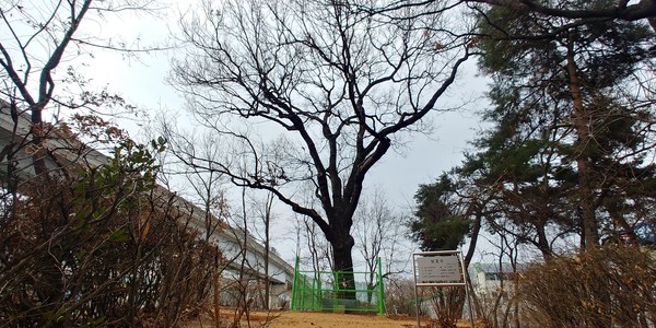 검암동 상수리나무(수령 350년 정도), 2024ⓒ김주혜