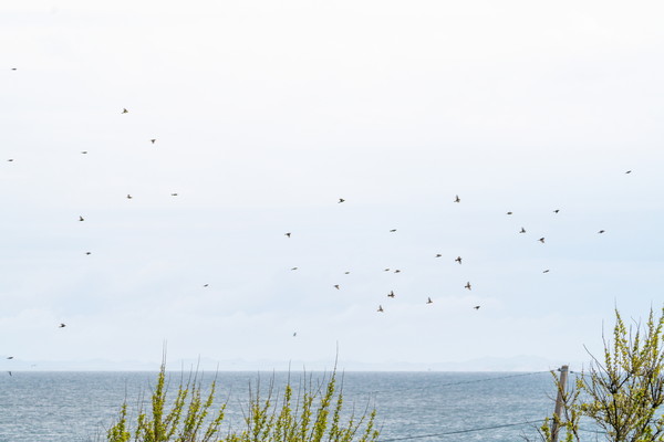 _백령 하늬바닷가를 날고 있는 검은머리촉새(사진 = 이주혁 / 홍콩대학교 환경과학과 학생)