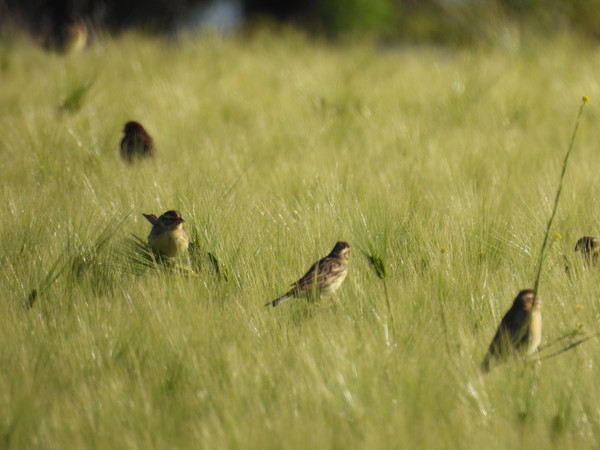 청보리밭에 앉은 검은머리촉새(사진 박정운)