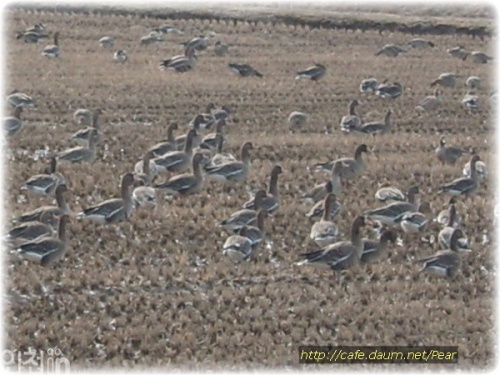 수천마리의 새들이 논바닥에 몰려 있는 모습은 장관이다.